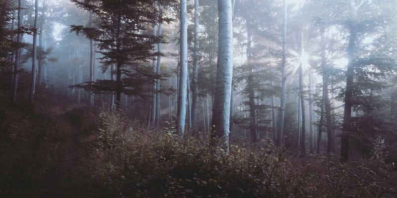 芜湖丫山花海石林:地质奇观与牡丹盛景,如何绘就乡村振兴的生态旅游画卷?